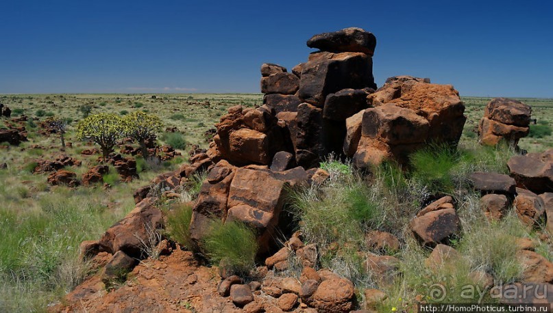 Роща колчанных деревьев