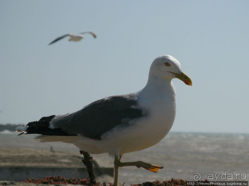 Чайки и ветер