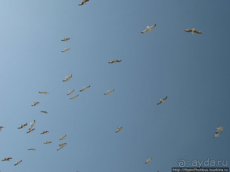 Чайки и ветер