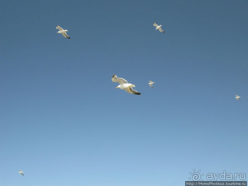 Чайки и ветер