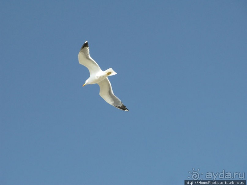 Чайки и ветер