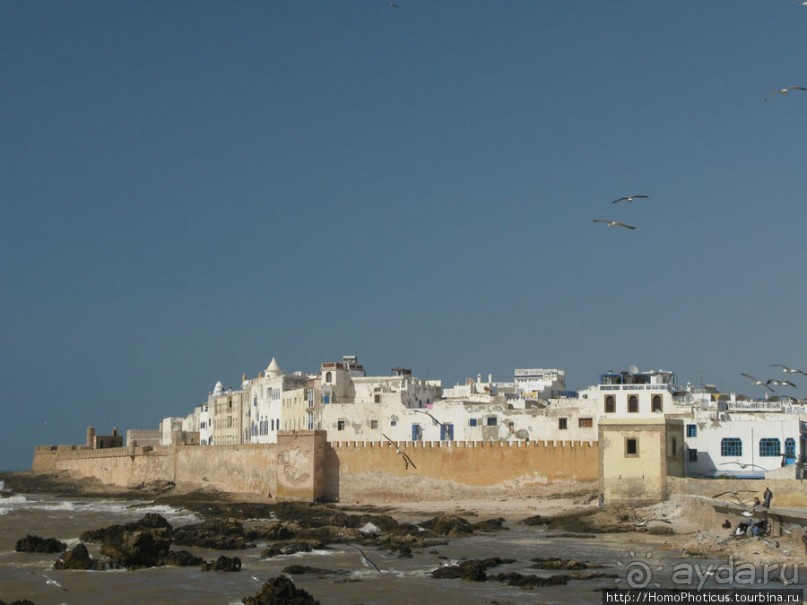 Чайки и ветер