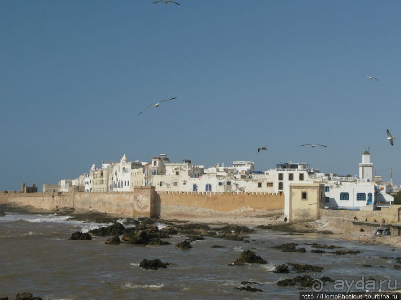 Чайки и ветер