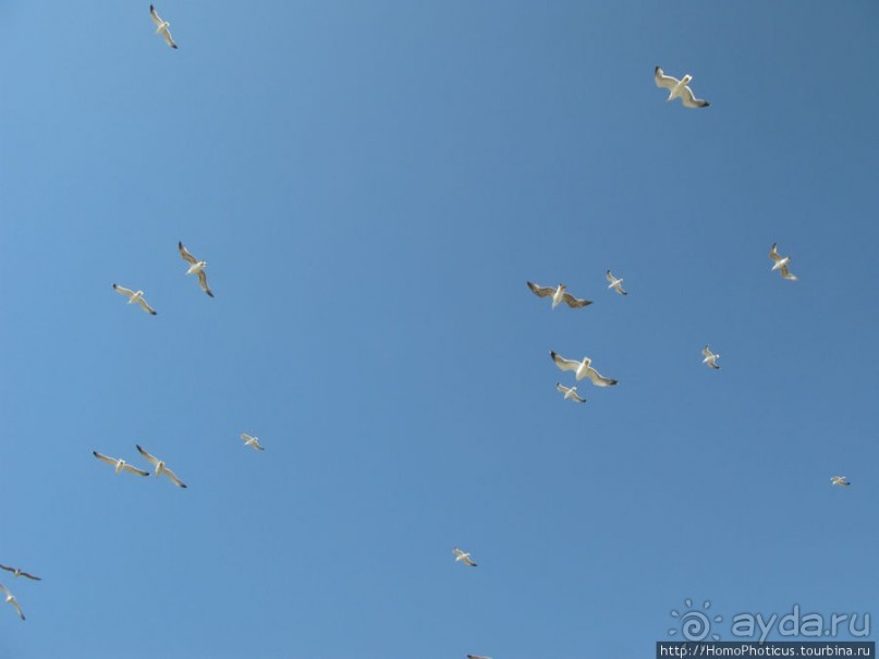 Чайки и ветер