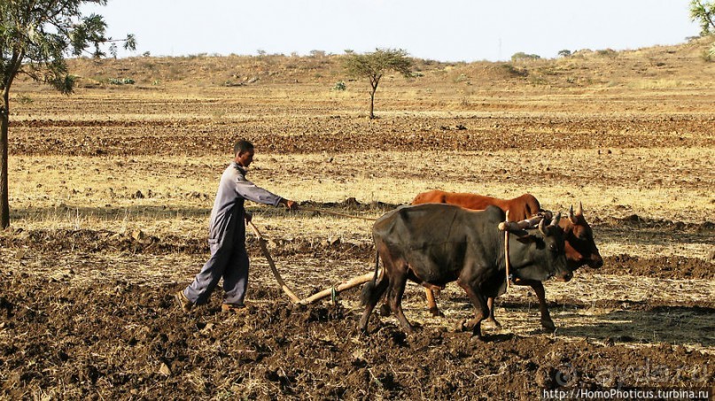 На краю Эфиопского нагорья