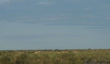 Сафари в Калахари