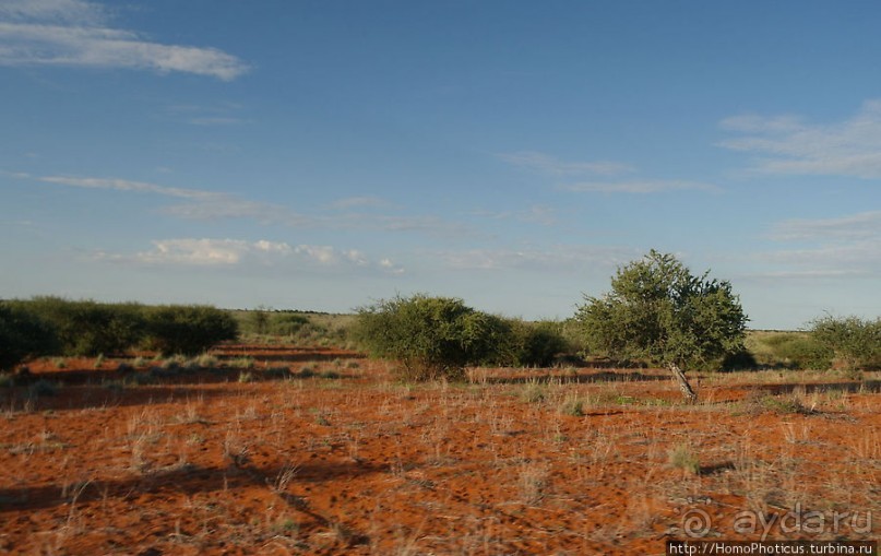 Сафари в Калахари