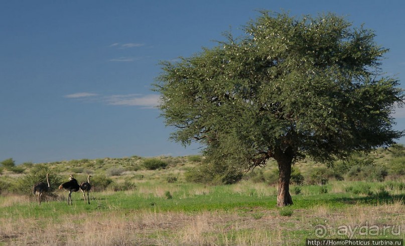 Сафари в Калахари