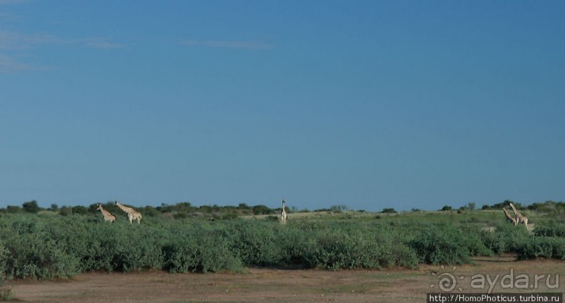 Сафари в Калахари