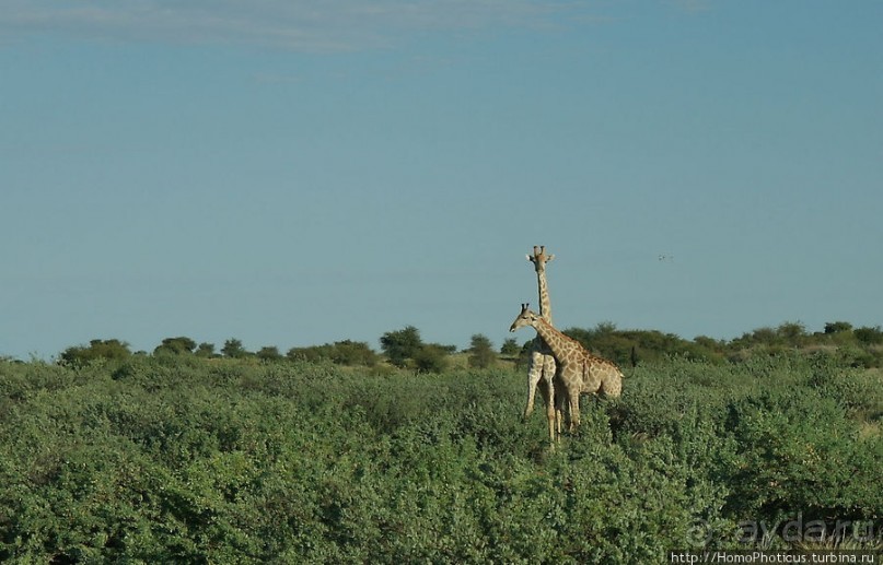 Сафари в Калахари