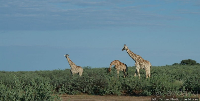 Сафари в Калахари
