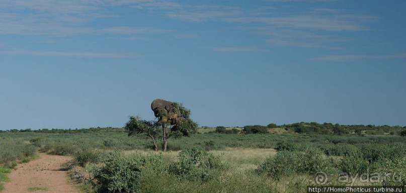 Сафари в Калахари