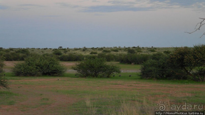 Сафари в Калахари