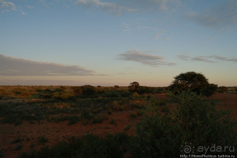 Сафари в Калахари