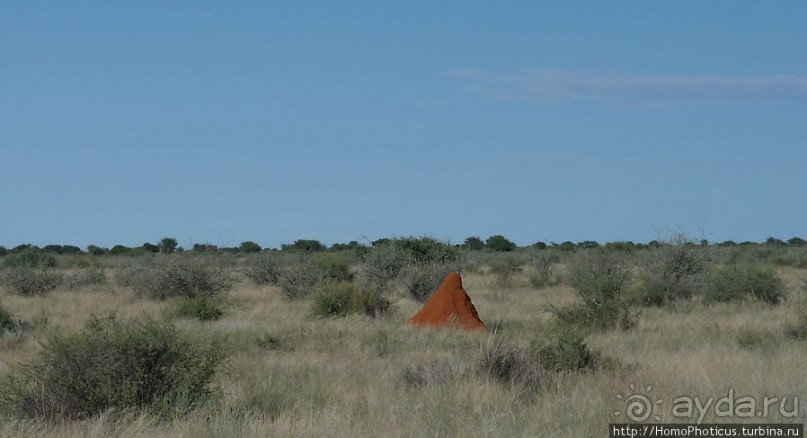 Сафари в Калахари