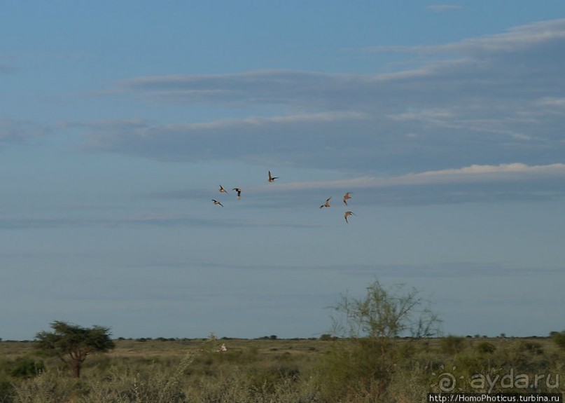 Сафари в Калахари