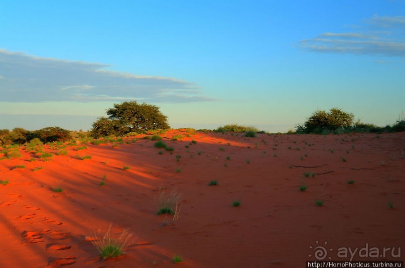 Сафари в Калахари
