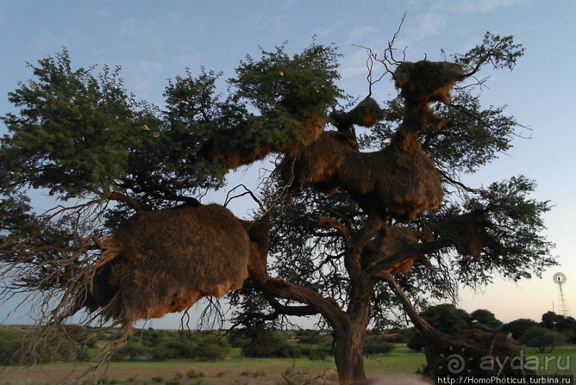 Сафари в Калахари