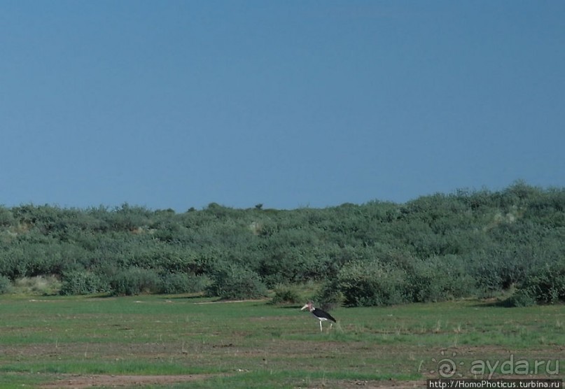 Сафари в Калахари
