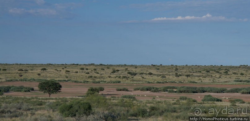 Сафари в Калахари