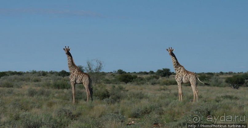 Сафари в Калахари
