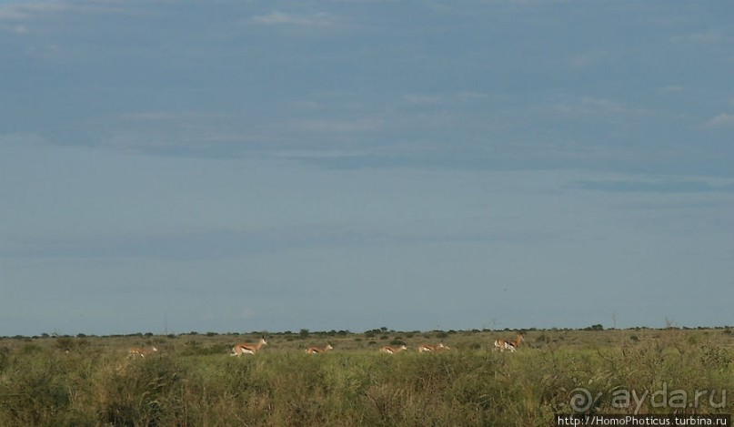 Сафари в Калахари