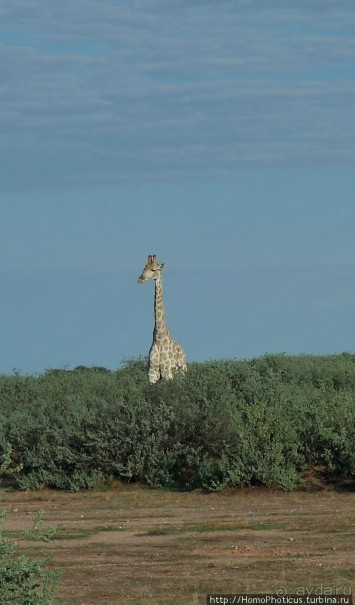 Сафари в Калахари