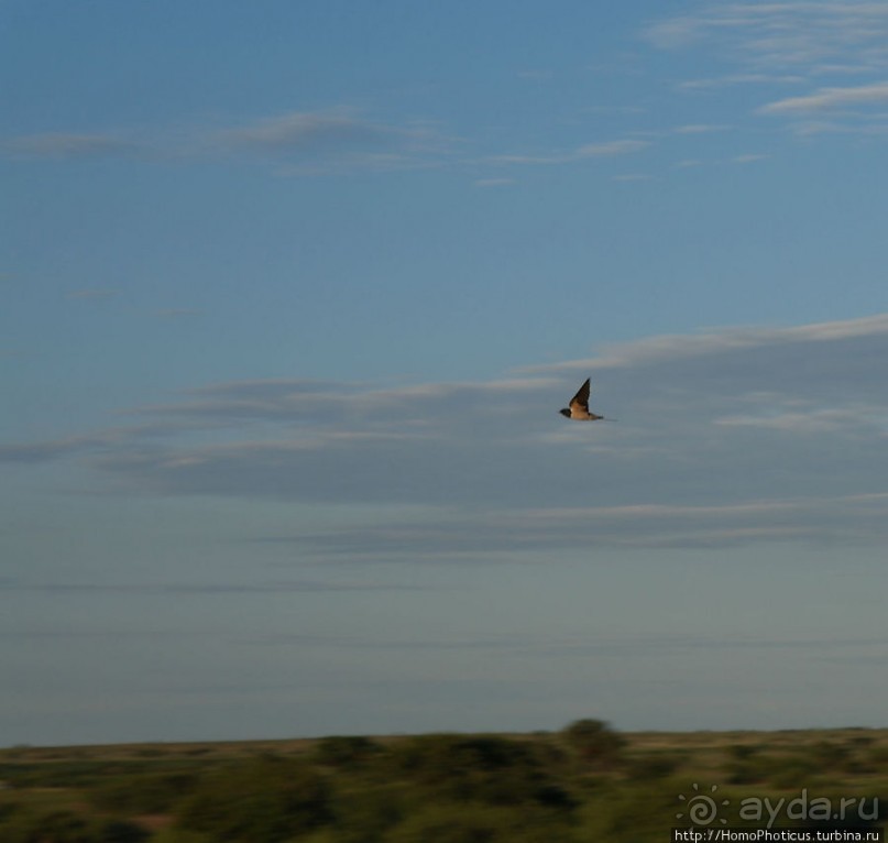 Сафари в Калахари