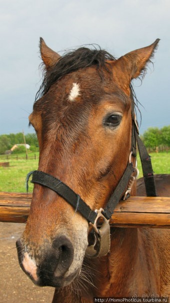 Верхом по глубинке