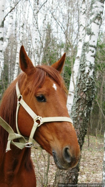 Верхом по глубинке