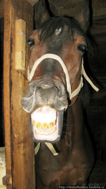 Верхом по глубинке