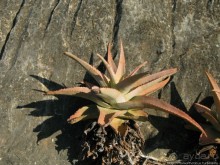 Каменная купель ущелья Диэрху