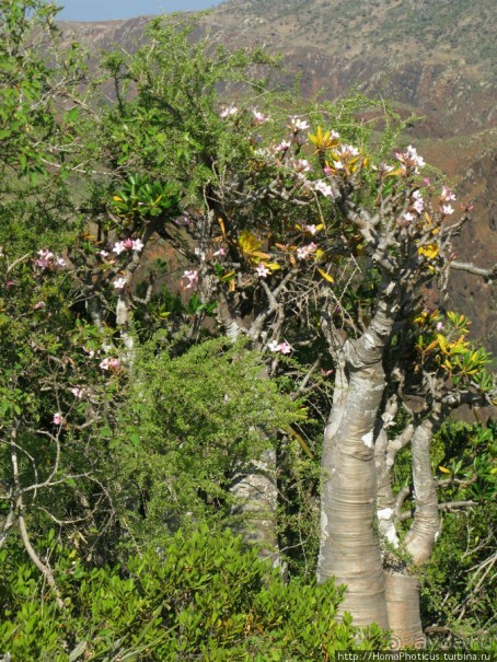 Каменная купель ущелья Диэрху