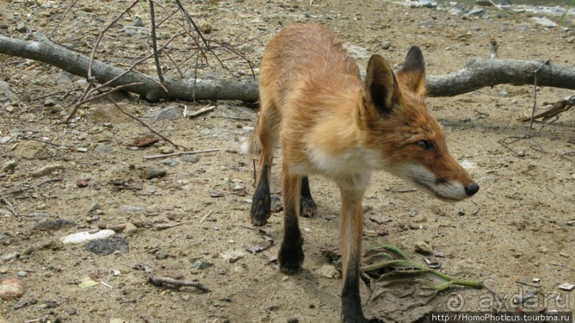 Здесь растут столбы