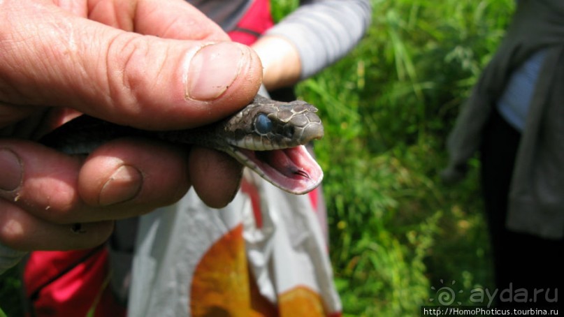 Здесь растут столбы