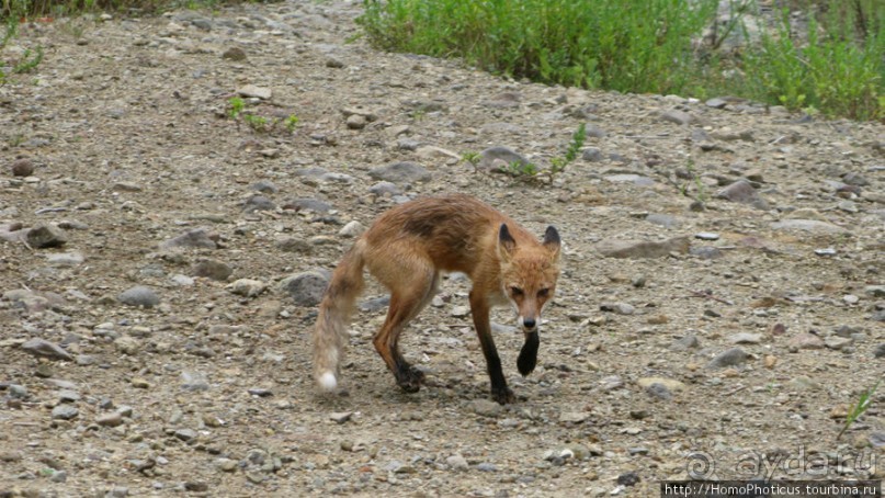 Здесь растут столбы