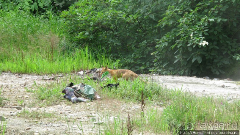 Здесь растут столбы