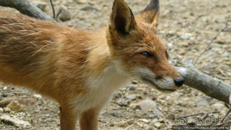 Здесь растут столбы