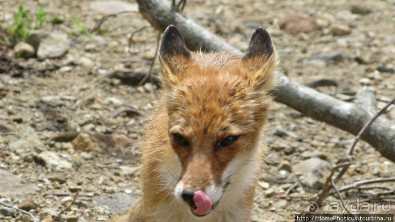 Здесь растут столбы