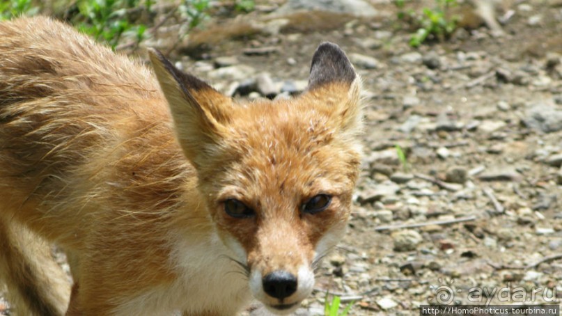 Здесь растут столбы