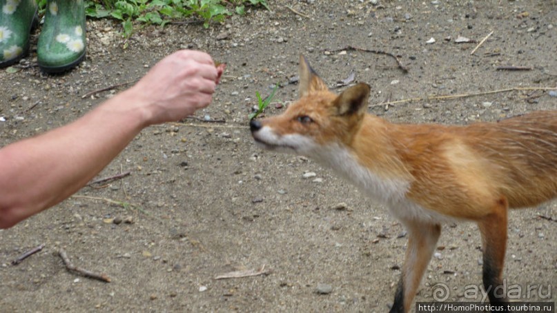 Здесь растут столбы