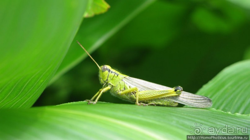 Здесь растут столбы