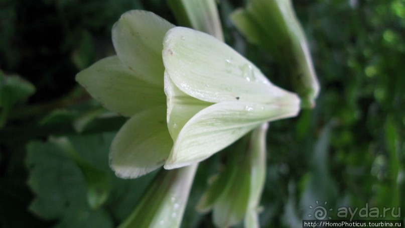 Здесь растут столбы