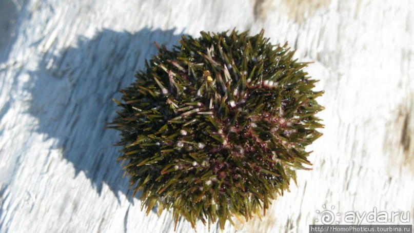 Здесь растут столбы