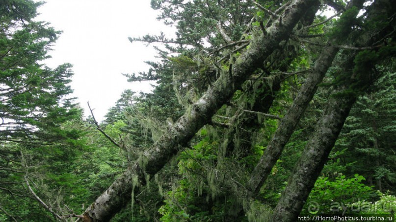 Здесь растут столбы