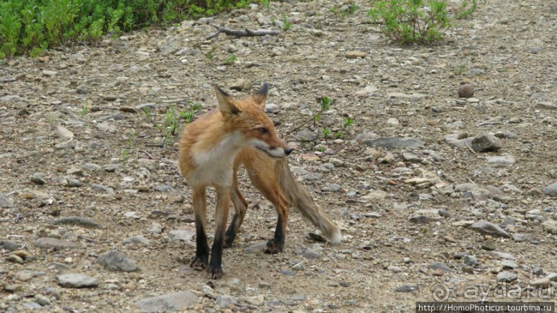 Здесь растут столбы