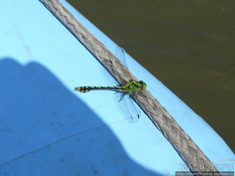 Капризный неудавшийся жених