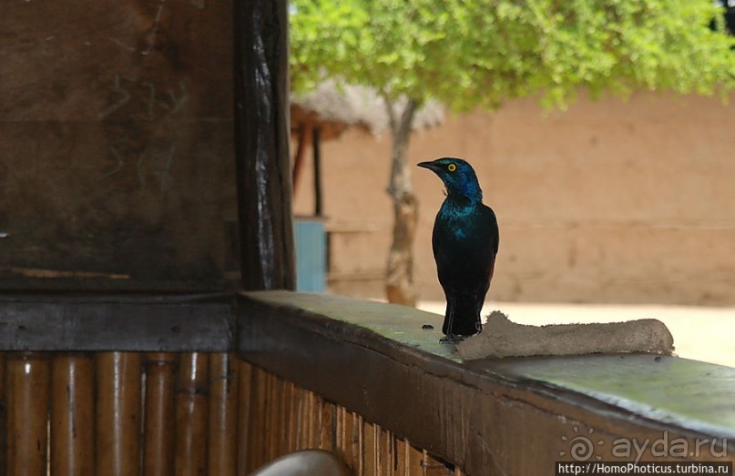 Этнография долины Омо: земля уэйто и цамай