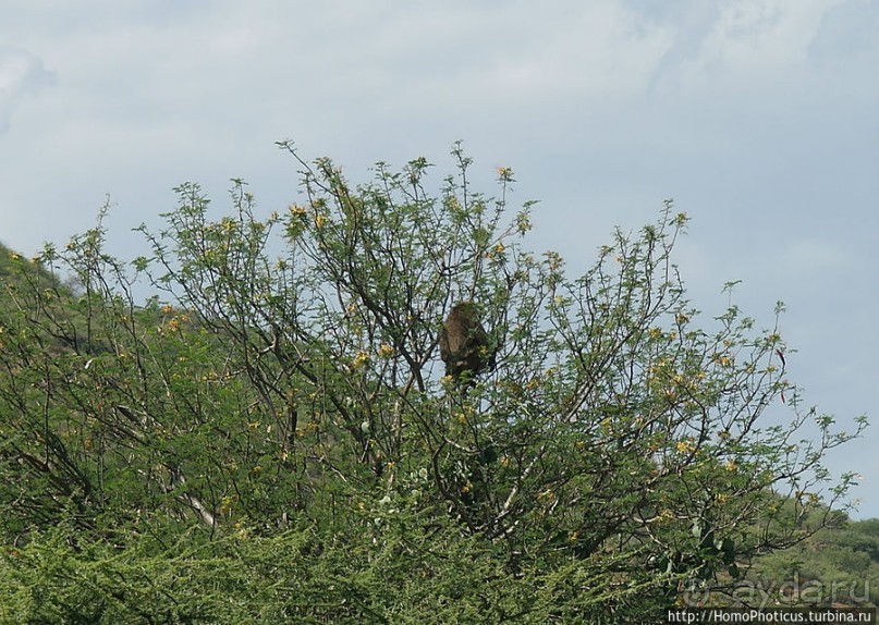 Этнография долины Омо: земля уэйто и цамай
