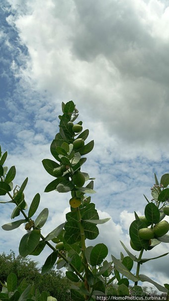 Этнография долины Омо: земля уэйто и цамай